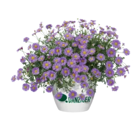 Fresco™ Purple