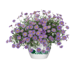 Fresco™ Purple