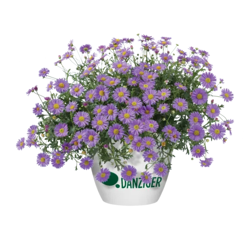 Fresco™ Purple