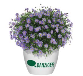 Capella™ Salmon Imp. - Danziger