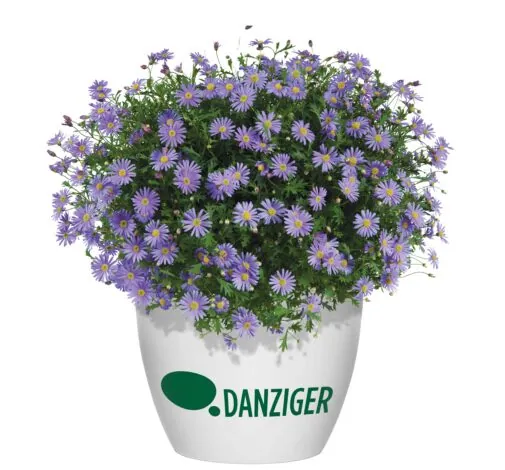 Brasco™ Violet