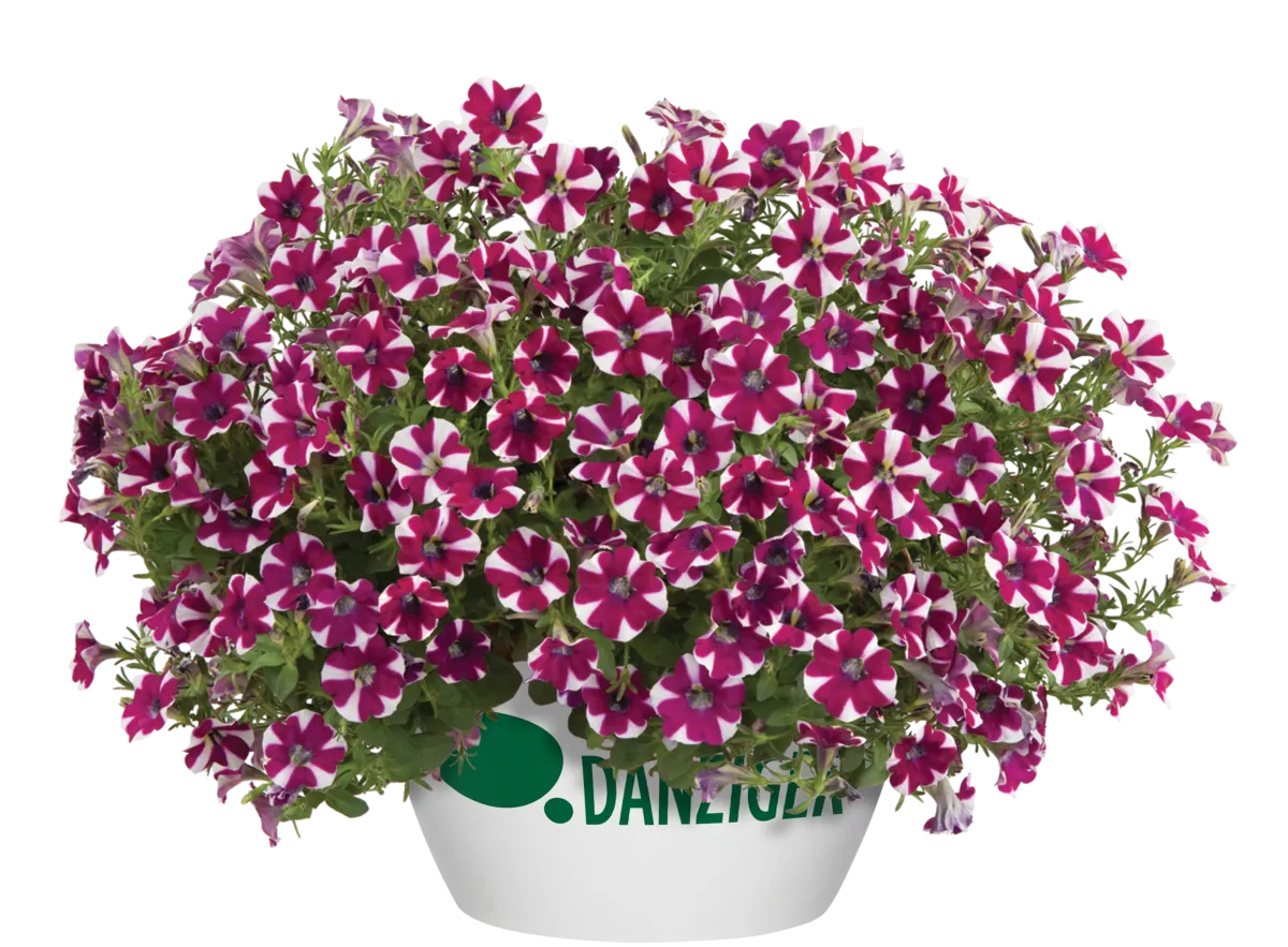Cascadias™ Bicolor Cabernet