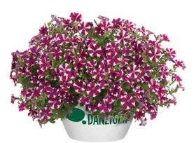 Cascadias™ Bicolor Cabernet