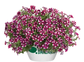 Cascadias™ Bicolor Cabernet
