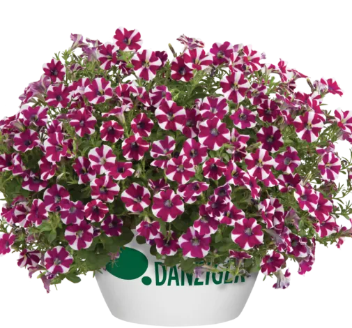 Cascadias™ Bicolor Cabernet