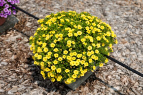 Colibri™ Yellow Canary