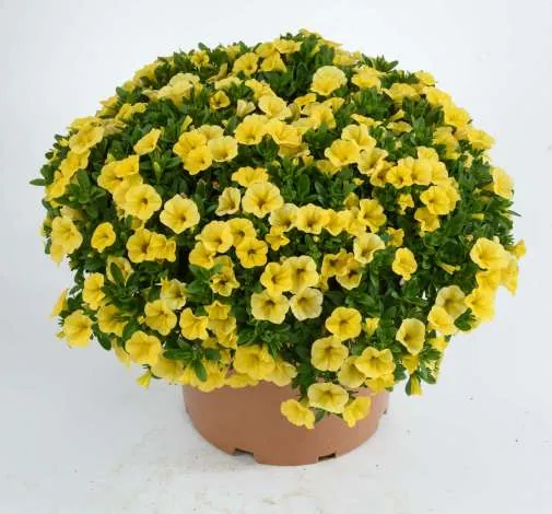 Colibri™ Yellow Canary