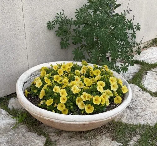 Colibri™ Lemon