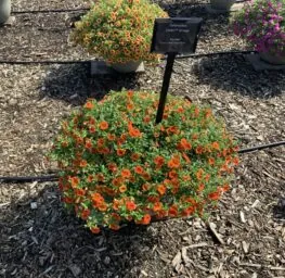 Colibri™ Orange