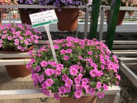 Colibri™ Pink Flamingo