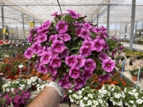 Colibri™ Pink Lace