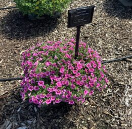 Colibri™ Pink Lace