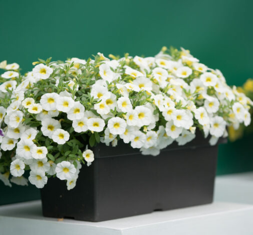 Colibri™ Blizzard - Danziger