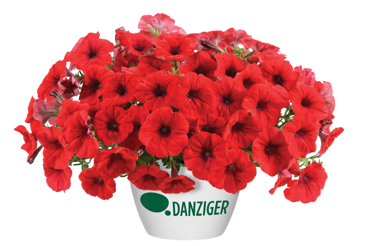 Cascadias™ Chili Red