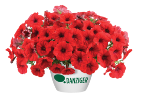 Cascadias™ Chili Red