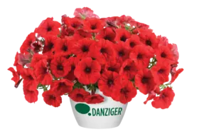 Cascadias™ Chili Red