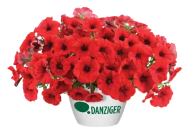 Cascadias™ Chili Red