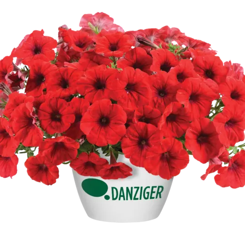 Cascadias™ Chili Red