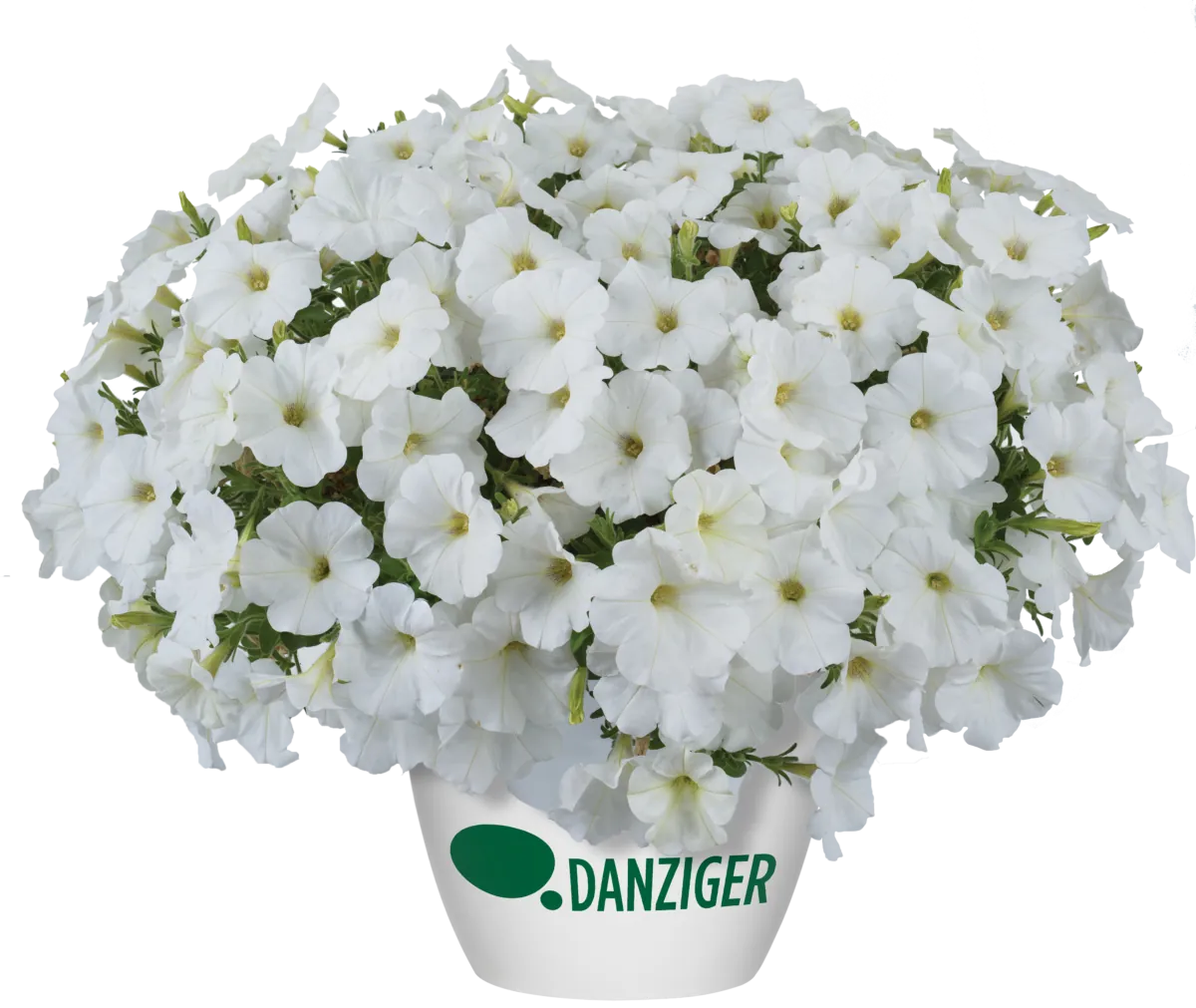 Cascadias™ Iceberg