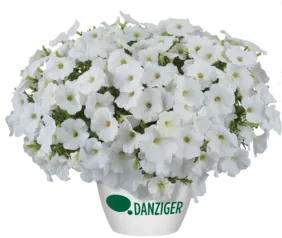 Cascadias™ Iceberg