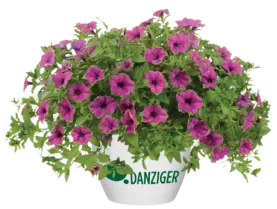 Cascadias™ Pitaya