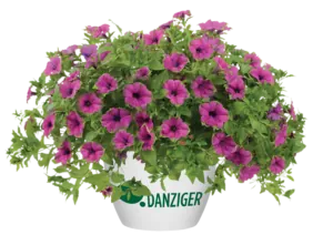 Cascadias™ Pitaya