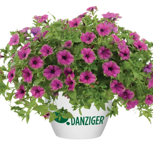 Cascadias™ Pitaya