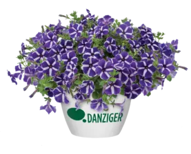 Cascadias™ Purple Gem
