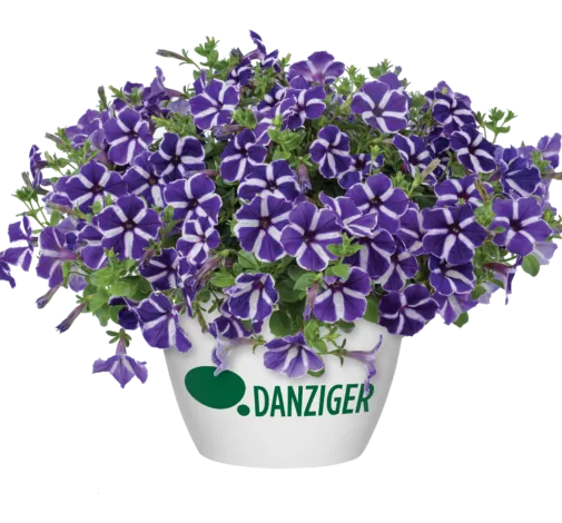 Cascadias™ Purple Gem