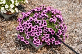 Cascadias™ Purple Ice