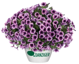 Cascadias™ Purple Ice