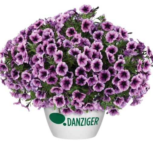 Cascadias™ Purple Ice