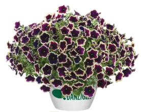 Cascadias™ Rim Magenta