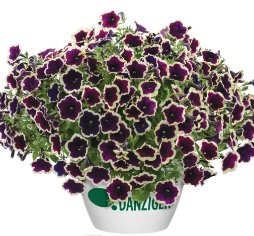 Cascadias™ Rim Magenta