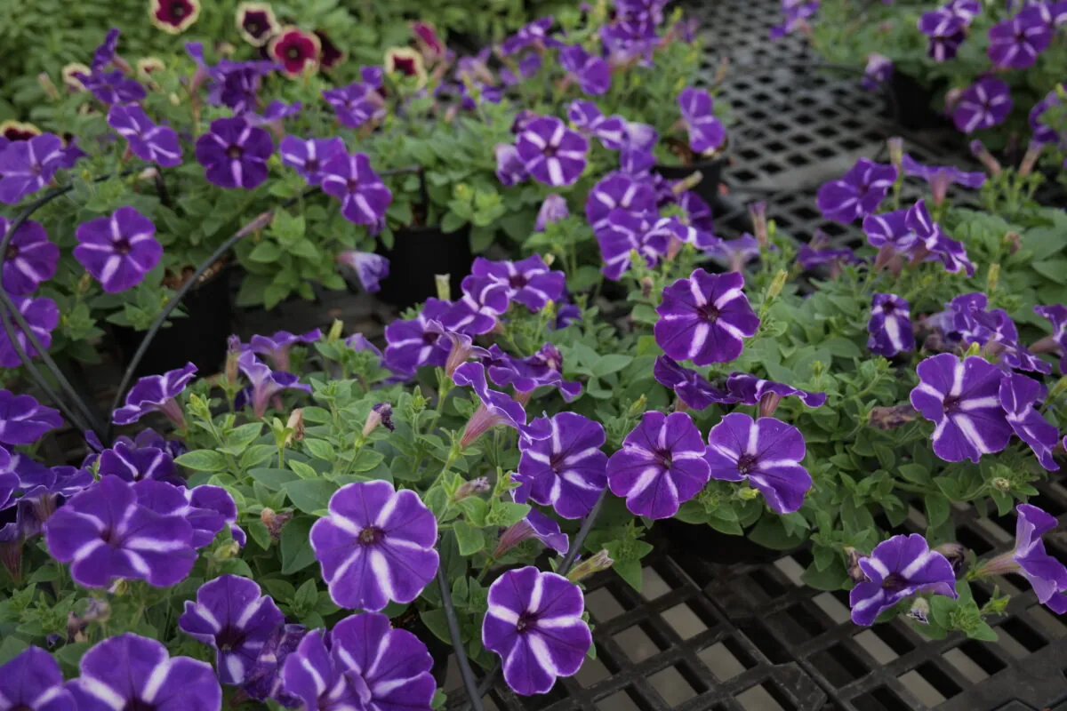 Cascadias™ Purple Gem