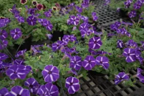Cascadias™ Purple Gem