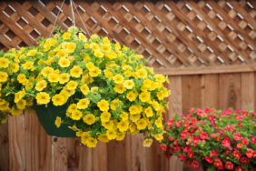 Colibri™ Yellow Canary