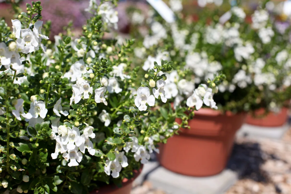 Alonia™ Snowball