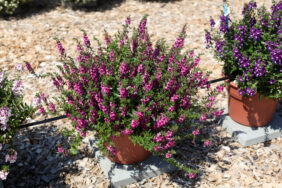 Alonia™ Big Dark Pink