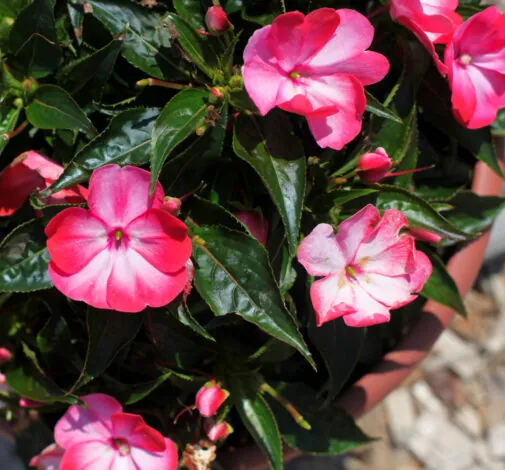 Hamony® Radiance™ Hot Pink
