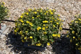PAZZAZ NANO™ Yellow