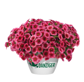 Colibri™ Malibu Pink