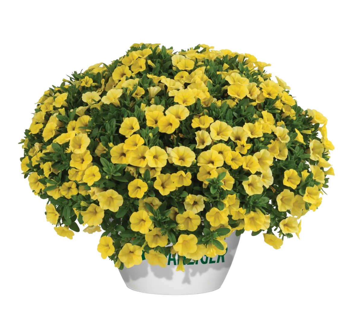 Colibri™ Yellow Canary