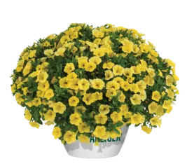 Colibri™ Yellow Canary
