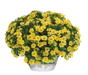 Colibri™ Yellow Canary