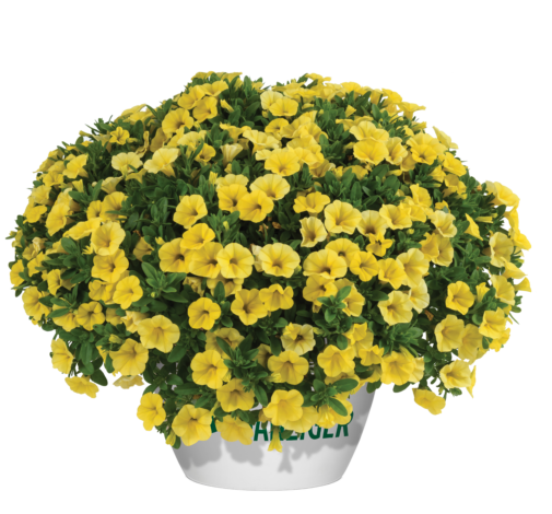 Colibri™ Yellow Canary