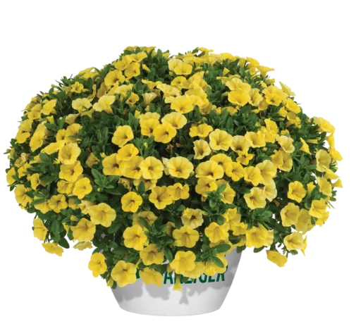 Colibri™ Yellow Canary