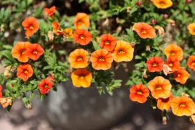 Colibri™ Orange