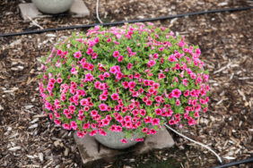 Colibri™ Cherry Lace