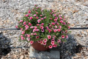 Colibri™ Cherry Lace